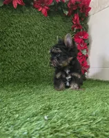 Bruno , a male Yorkshire Terrier for sale in Smithfield, NC – 7 of 8