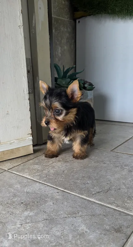 Axel – Yorkshire Terrier puppy for sale in Smithfield, NC