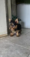 Axel, a male Yorkshire Terrier for sale in Smithfield, NC – 3 of 8