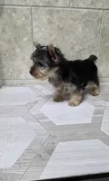 Bruno , a male Yorkshire Terrier for sale in Smithfield, NC – 6 of 6