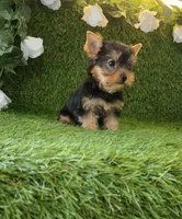 Lua , a female Yorkshire Terrier for sale in Smithfield, NC – 2 of 8