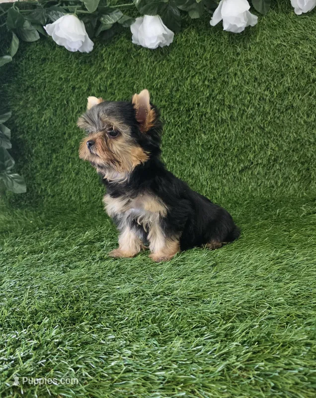 Milan  – Yorkshire Terrier puppy for sale in Smithfield, NC
