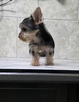 Bruno , a male Yorkshire Terrier for sale in Smithfield, NC – 2 of 6