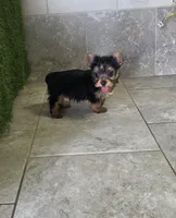 Axel, a male Yorkshire Terrier for sale in Smithfield, NC – 5 of 8