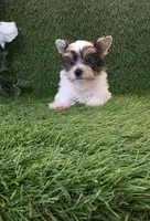 Jasper, a male Yorkshire Terrier for sale in Smithfield, NC – 2 of 7