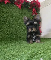 Bruno , a male Yorkshire Terrier for sale in Smithfield, NC – 8 of 8