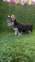 Lili, a female Yorkshire Terrier for sale in Smithfield, NC – 5 of 10