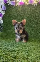 Lili, a female Yorkshire Terrier for sale in Smithfield, NC – 6 of 10