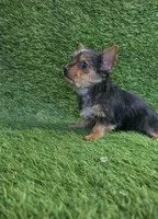 Leo, a male Yorkshire Terrier for sale in Smithfield, NC – 5 of 8
