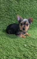Leo, a male Yorkshire Terrier for sale in Smithfield, NC – 3 of 8