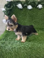 Nash, a male Yorkshire Terrier for sale in Smithfield, NC – 2 of 10
