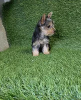 Lola, a female Yorkshire Terrier for sale in Smithfield, NC – 3 of 8