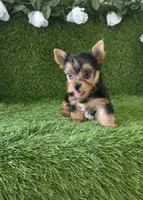 Axel, a male Yorkshire Terrier for sale in Smithfield, NC – 6 of 8