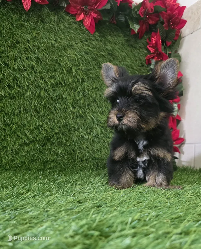 Bruno  – Yorkshire Terrier puppy for sale in Smithfield, NC