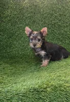 Leo, a male Yorkshire Terrier for sale in Smithfield, NC – 2 of 8