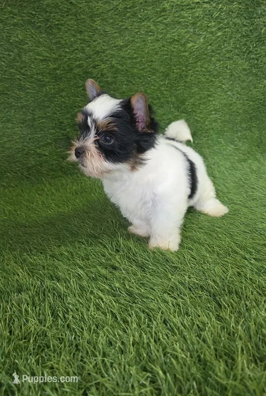 Jasper – Yorkshire Terrier puppy for sale in Smithfield, NC
