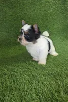 Jasper, a male Yorkshire Terrier for sale in Smithfield, NC – 1 of 7