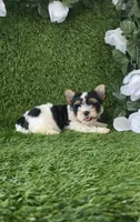 Linda , a female Yorkshire Terrier for sale in Smithfield, NC – 5 of 9