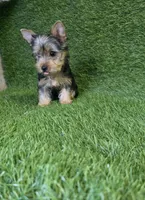 Lola, a female Yorkshire Terrier for sale in Smithfield, NC – 2 of 8