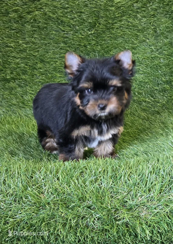 Marlon  – Yorkshire Terrier puppy for sale in Smithfield, NC