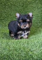 Marlon , a male Yorkshire Terrier for sale in Smithfield, NC – 1 of 7