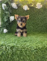 Lua , a female Yorkshire Terrier for sale in Smithfield, NC – 3 of 8