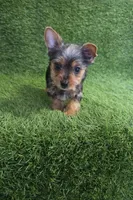 Leo, a male Yorkshire Terrier for sale in Smithfield, NC – 8 of 8