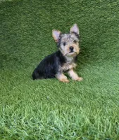 Lola, a female Yorkshire Terrier for sale in Smithfield, NC – 5 of 8