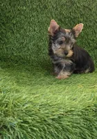 Leo, a male Yorkshire Terrier for sale in Smithfield, NC – 5 of 8