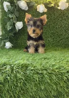 Lua , a female Yorkshire Terrier for sale in Smithfield, NC – 1 of 8