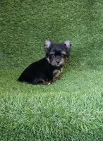 Marlon , a male Yorkshire Terrier for sale in Smithfield, NC – 3 of 7