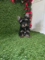 Bruno , a male Yorkshire Terrier for sale in Smithfield, NC – 3 of 8