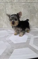 Bruno , a male Yorkshire Terrier for sale in Smithfield, NC – 4 of 6