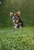 Lili, a female Yorkshire Terrier for sale in Smithfield, NC – 9 of 10