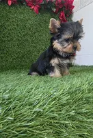 Milan , a male Yorkshire Terrier for sale in Smithfield, NC – 4 of 8