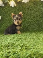 Lili , a female Yorkshire Terrier for sale in Smithfield, NC – 6 of 8
