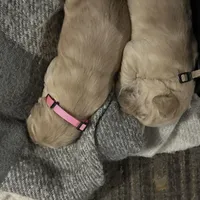 Maxine, a female Golden Retriever for sale in Scranton, PA – Photo 1 of 4