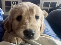 Maxine, a female Golden Retriever for sale in Scranton, PA – Photo 2 of 4