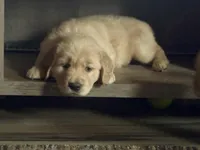 Maxine, a female Golden Retriever for sale in Scranton, PA – Photo 3 of 4