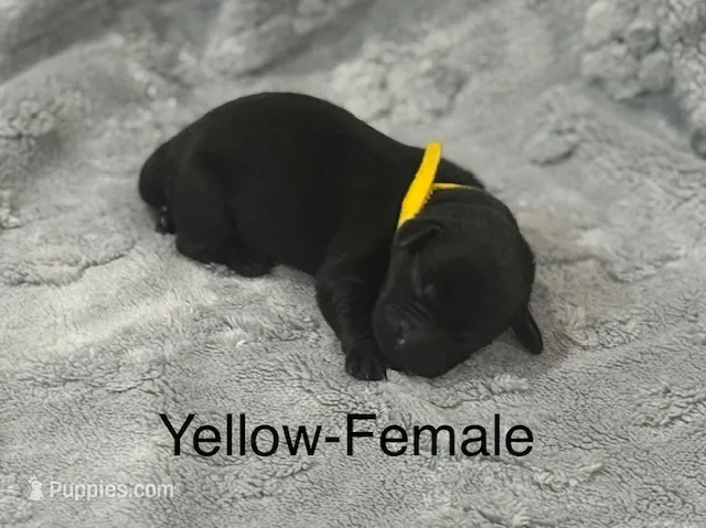 Yellow-Female – Labrador Retriever puppy for sale in Glencoe, MN