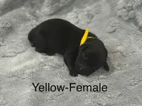 Yellow-Female, a female Labrador Retriever for sale in Glencoe, MN – 1 of 5