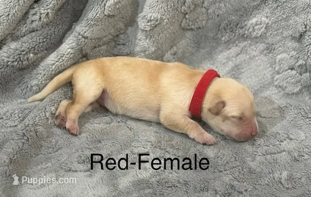 Red-Female-Sold – Labrador Retriever puppy for sale in Glencoe, MN