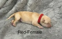 Red-Female-Sold, a female Labrador Retriever for sale in Glencoe, MN – 1 of 5