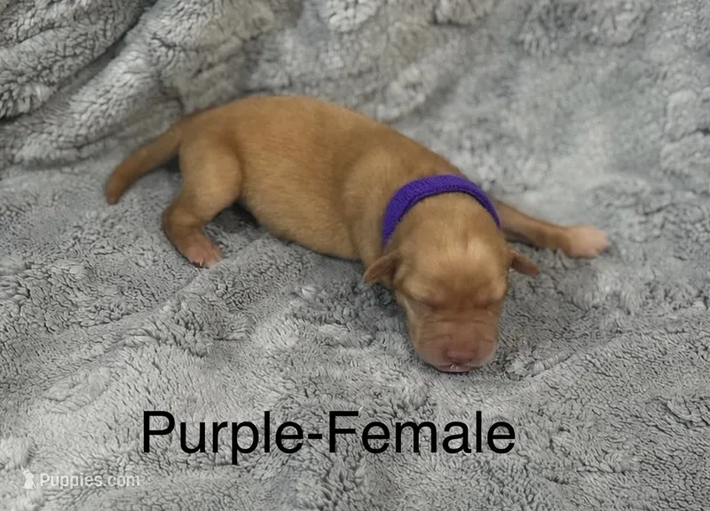 Purple-Female – Labrador Retriever puppy for sale in Glencoe, MN