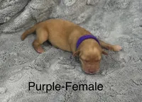 Purple-Female, a female Labrador Retriever for sale in Glencoe, MN – 1 of 5