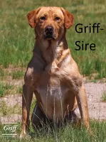 Red-Female-Sold, a female Labrador Retriever for sale in Glencoe, MN – 3 of 5