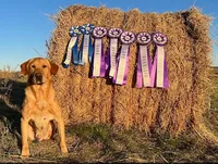 Red-Female-Sold, a female Labrador Retriever for sale in Glencoe, MN – 4 of 5