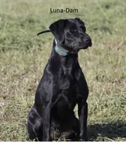 Purple-Female, a female Labrador Retriever for sale in Glencoe, MN – 2 of 5