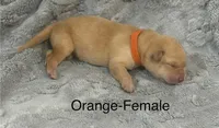 Orange-Female, a female Labrador Retriever for sale in Glencoe, MN – 1 of 5