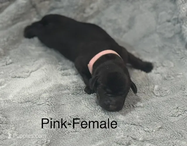 Pink-Female – Labrador Retriever puppy for sale in Glencoe, MN